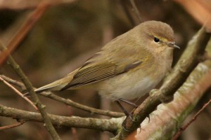 chiffchaff