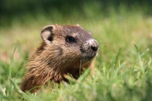 Groundhog day