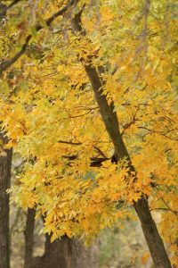 Ash tree